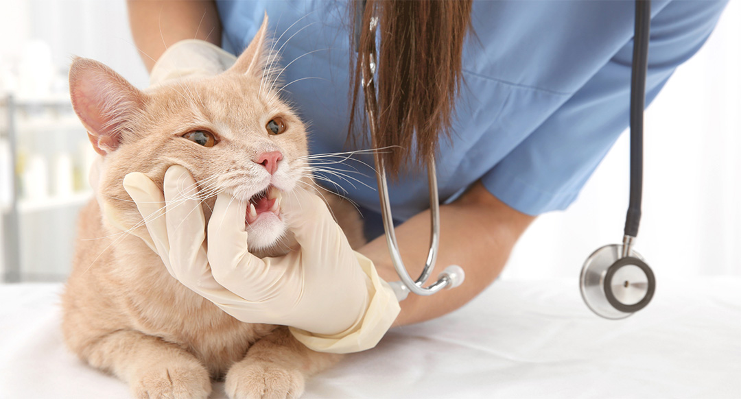 Cat Dental Disease