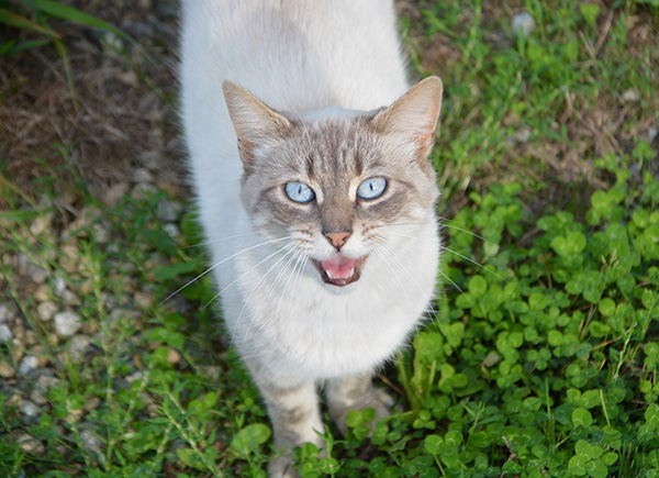 Cat meowing outdoors