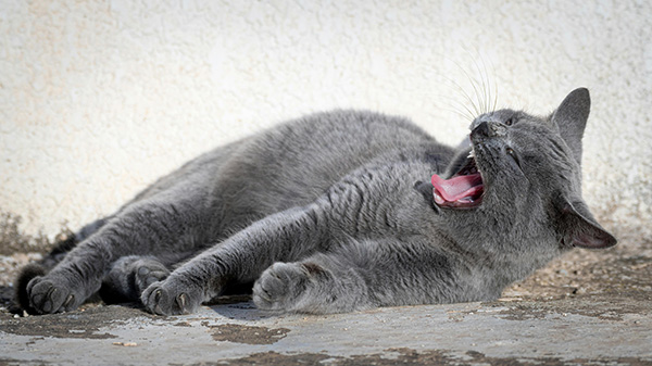 Cat showing sharp teeth while yawning