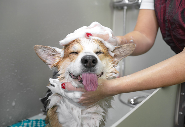 Bathing dog