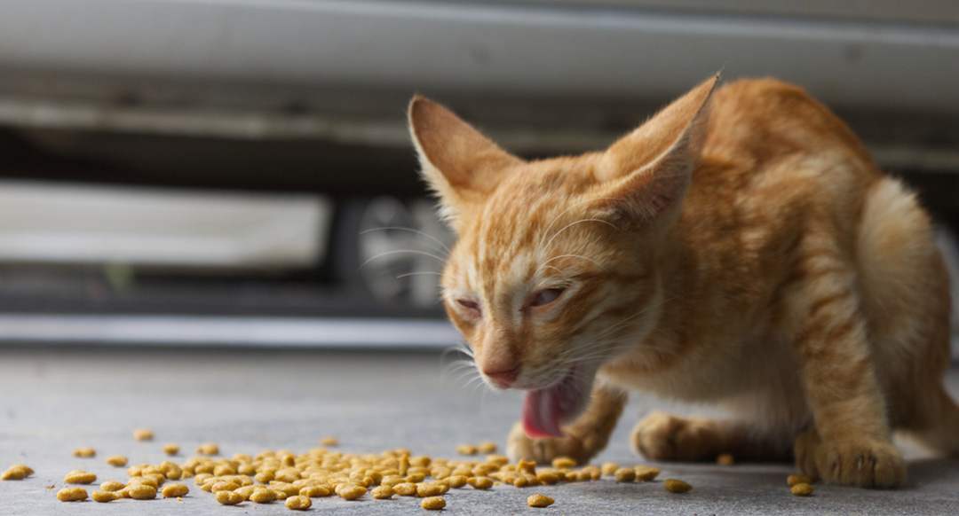 A thin orange cat crouches near scattered kibble, its tongue out as if gagging or vomiting. The cat appears unwell, with squinted eyes and an uneasy expression.