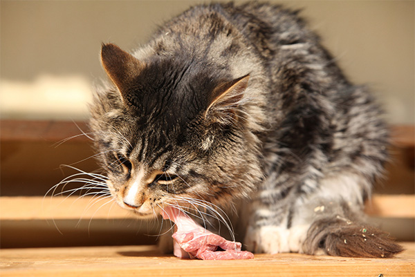 Cat eating raw meat