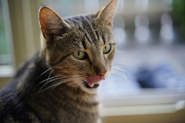 Cat licking its lips after eating coconut oil