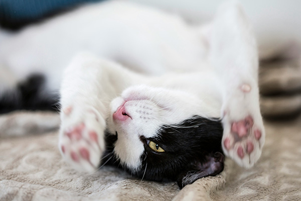 Cat lying on its back, showing paws