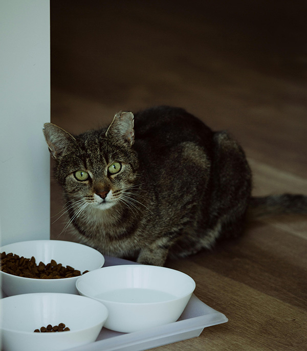 Cat ready for meal