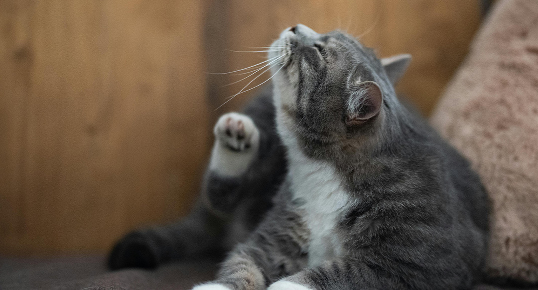 A gray and white cat sits on a couch, lifting its hind leg to scratch its neck. The cat appears irritated, possibly due to fleas or an itch, with a wooden wall in the background.