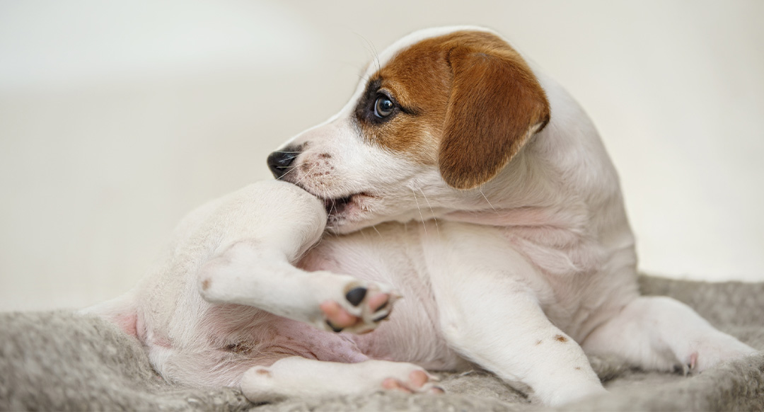 A small white and brown puppy lies on a soft surface, biting its hind leg. The dog’s expression suggests irritation due to itching or fleas.