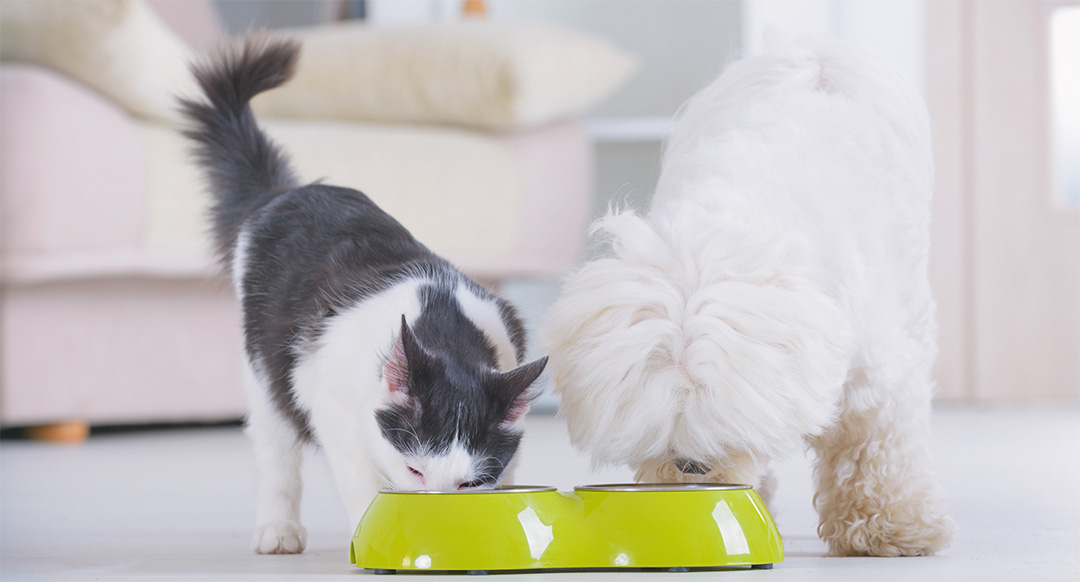 A black and white cat and a fluffy white dog eat together from a bright green food bowl. They stand side by side in a clean, modern living room with a beige couch.