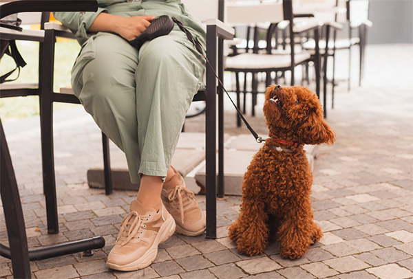 Dog-friendly restaurant