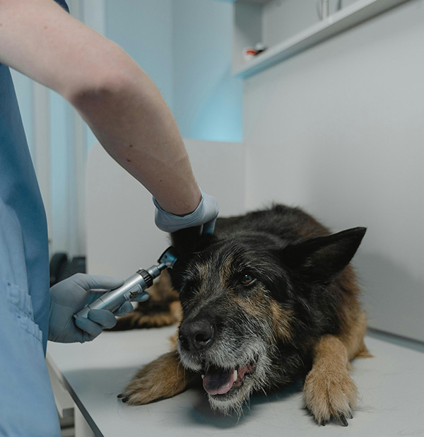 Dog in the vet clinic