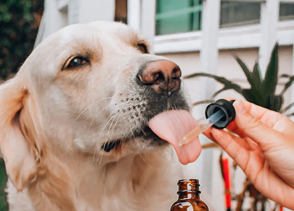 Dog licking coconut oil