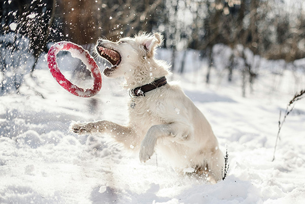 Dog playing fetch in the snow