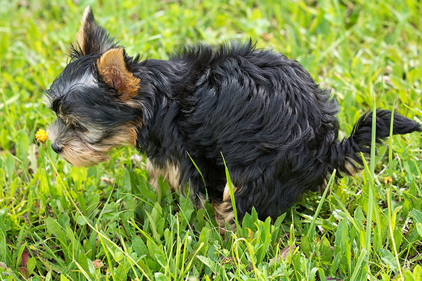 Dog pooping on the grass