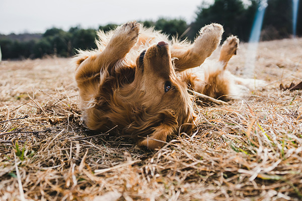 Dog rolling in the grass