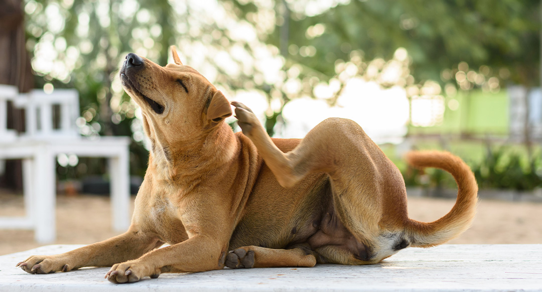 A brown dog sits outdoors, scratching its ear with its hind leg. Its eyes are closed in relief, possibly due to itching from fleas or an ear infection.