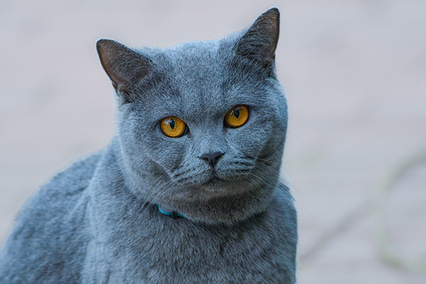 Gray cat