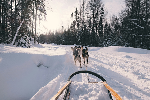 Sledding with dog