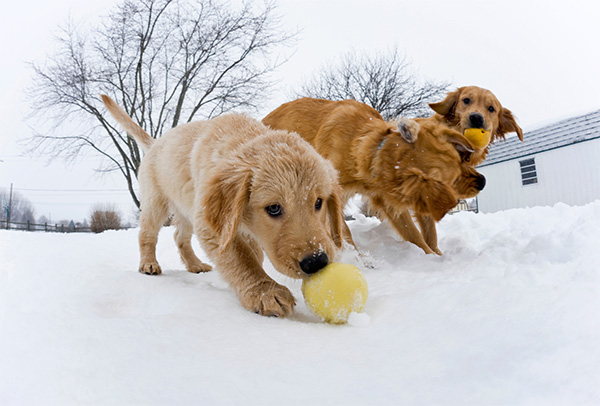 Snowy puppy playdate