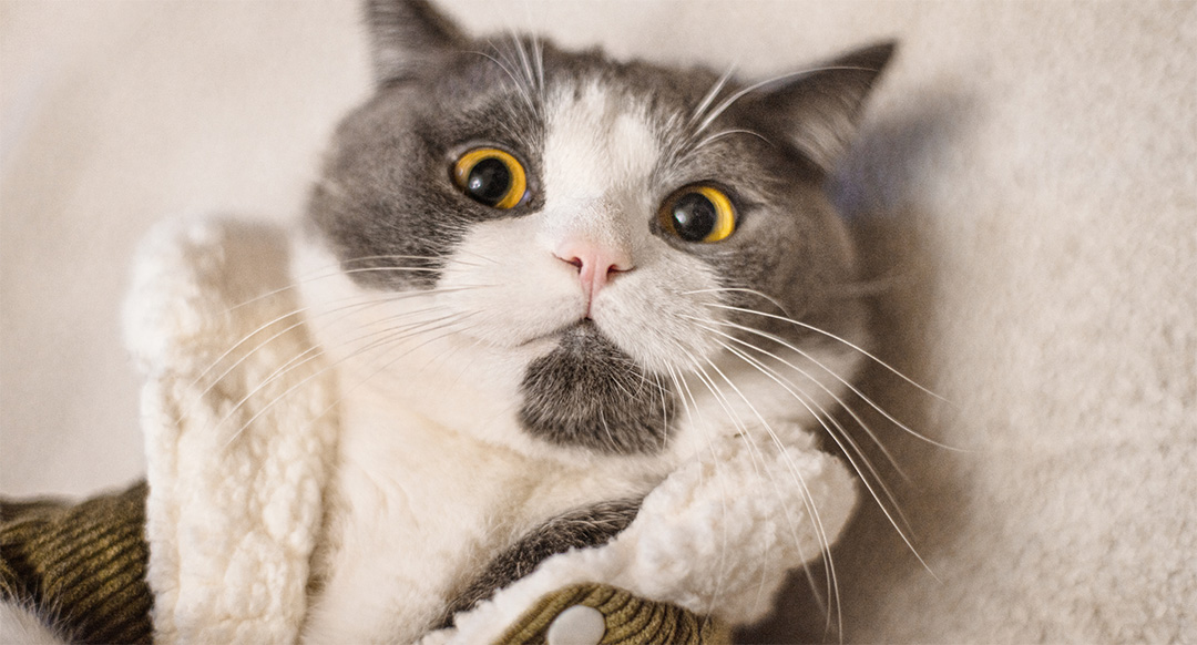 A wide-eyed gray and white cat is snugly wrapped in a cozy, fleece-lined jacket, staring directly at the camera with an expressive look.