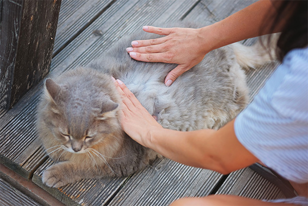 Woman checking for cat fleas