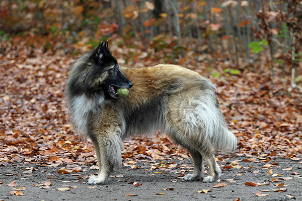 Belgian Tervuren activity and exercise A Belgian Tervuren stands on a dirt path covered in autumn leaves, holding a green tennis ball in its mouth. Its thick, well-groomed coat features a mix of tan, black, and cream, highlighting the breed’s elegant and athletic appearance. The dog’s alert expression and poised stance reflect its high energy levels and natural agility.