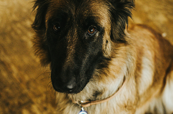 Belgian Tervuren potential health issues A Belgian Tervuren looks up with deep brown eyes, its black facial mask contrasting with the tan and cream fur. The dog's thick coat and attentive expression highlight the breed’s intelligence and loyalty. Soft lighting and a blurred background add warmth to the portrait.