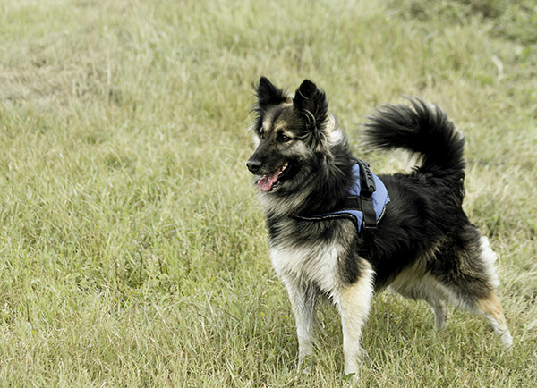 Belgian Tervuren size and appearance A Belgian Tervuren mix stands alert in a grassy field, wearing a blue harness. Its thick, black and tan coat is slightly ruffled, and its tongue is slightly out as it pants. The dog's expressive eyes and upright ears reflect its intelligence and energetic nature.