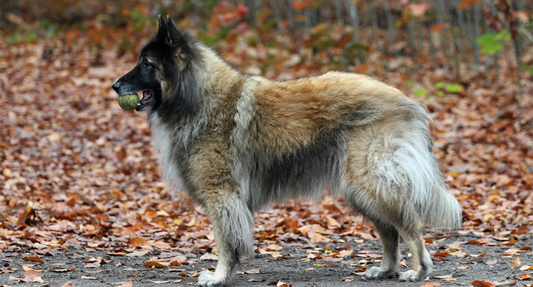 A Belgian Tervuren stands in an autumn forest, holding a green tennis ball in its mouth. Its thick, double-layered coat is a mix of tan, black, and cream, blending with the fallen leaves on the ground. The dog's alert posture and focused gaze highlight its intelligence and herding instincts.