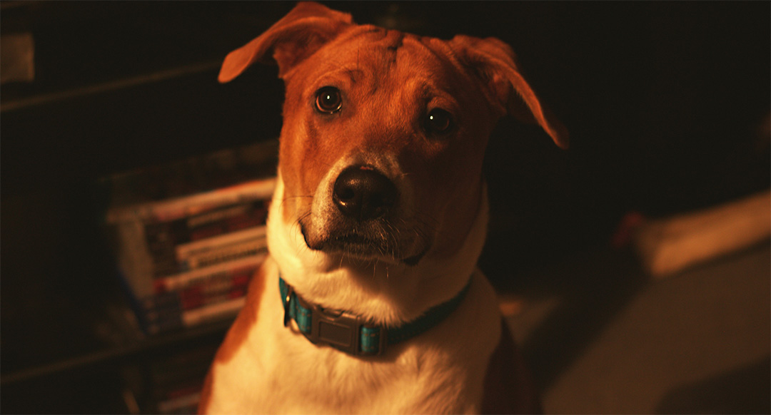 A Boxador, a Boxer and Labrador Retriever mix, sits in warm indoor lighting, gazing attentively with deep brown eyes. Its short, sleek coat is a mix of white and reddish-brown, and it wears a blue collar.