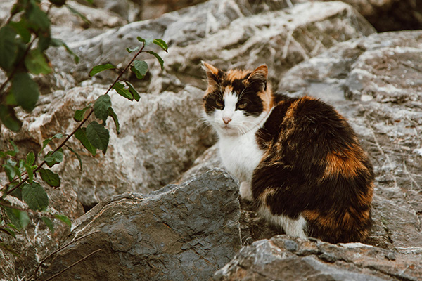 Cat with unkempt fur – Symptom of Hyperthyroidism In Cats Calico cat with unkempt fur sitting on rocky terrain, looking fatigued. Coat condition and weight loss can be symptoms of hyperthyroidism in cats.