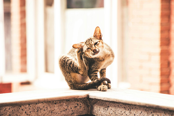 A thin tabby cat sits on a concrete ledge, vigorously scratching its ear with a hind leg. Frequent itching and head shaking can indicate the causes of ear mites in cats.