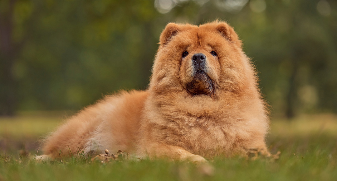 A majestic Chow Chow with a thick, fluffy reddish-brown coat lounges on a grassy field, gazing into the distance. Its signature lion-like mane and slightly wrinkled face give it a regal and serious expression. The blurred green background highlights the breed's distinctive appearance and calm demeanor.
