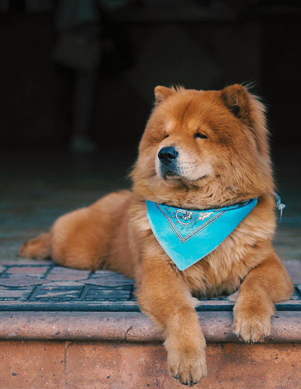 Chow chow activity A regal Chow Chow with a thick, golden coat lounges on a stone step, wearing a bright blue bandana around its neck. Its expression is calm and dignified, with slightly squinted eyes giving it a wise and composed look. The blurred background adds depth, emphasizing the dog’s confident posture and luxurious fur.