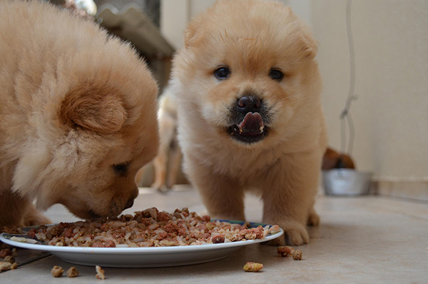 Chow chow puppies eating Two fluffy Chow Chow puppies eat from a plate of mixed food on a tiled floor. One puppy eagerly chews while the other looks up with its tongue slightly out, as if savoring the taste. Their soft, golden fur and round faces highlight their adorable and cuddly appearance.