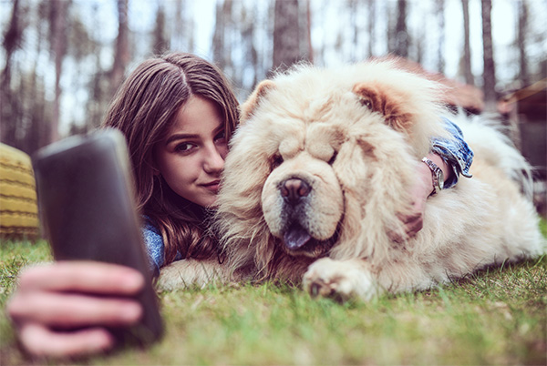 Chow chow size A young woman with long brown hair lies on the grass, hugging her fluffy cream-colored Chow Chow while taking a selfie. The dog’s signature wrinkled face and thick coat give it a relaxed yet regal appearance. The background features a forest setting, adding a peaceful and natural atmosphere to the bonding moment.