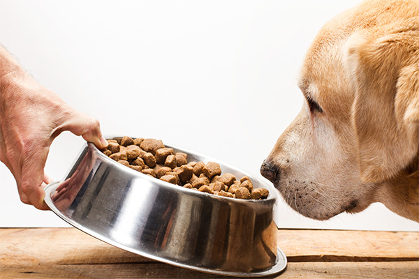 Digestive and Appetite Changes A golden retriever sniffs a stainless steel bowl filled with dry dog food but does not eat, possibly indicating appetite changes. A human hand holds the bowl, offering the food on a wooden surface. Loss of appetite can be a sign of stress in a dog or digestive issues affecting its eating habits.