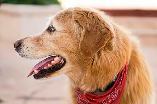 Dog panting A golden retriever wearing a red bandana is panting, with its mouth open, revealing its tongue and teeth. The dog’s ears are slightly pulled back, and its eyes appear alert, which could be signs of stress or overheating. The background is blurred, suggesting an outdoor setting.