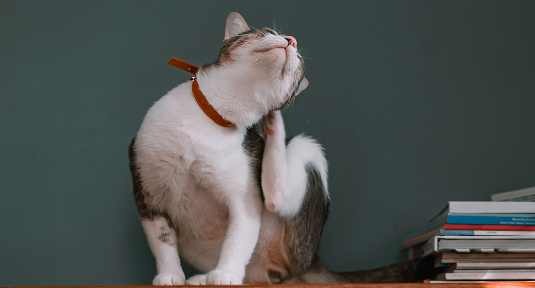 A white and gray cat wearing a brown collar scratches its ear with its hind leg, tilting its head back in discomfort. This behavior is a common sign of ear mites in cats, which can cause itching, irritation, and head shaking.