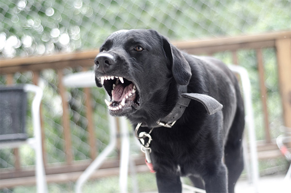 Excessive Barking A black Labrador mix barks aggressively on a wooden deck, its mouth wide open showing sharp teeth. The dog's ears are slightly back, and its eyes are focused, which can be a communication cue indicating stress, fear, or territorial behavior. A loose collar dangles from its neck, and the blurred background features a fenced yard with patio furniture.
