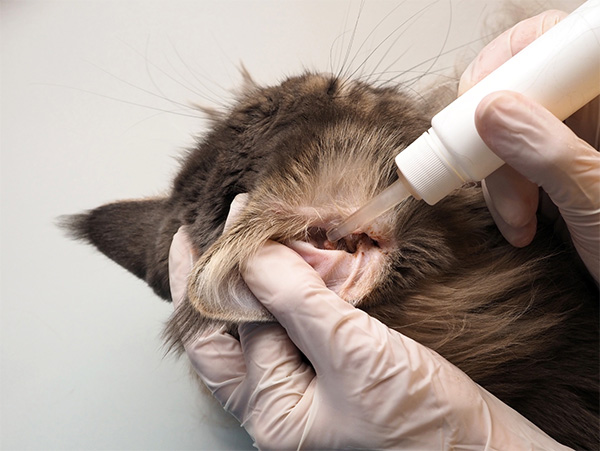 A veterinarian wearing gloves applies ear drops to a long-haired cat, gently holding back its ear. Identifying symptoms like excessive scratching, head shaking, and dark ear debris is crucial in how to diagnose cat ear mites.