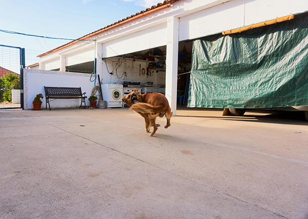 Hyperactive dog A hyperactive golden retriever runs across a concrete driveway in front of an open garage, its tail raised and legs mid-motion. The dog's body language, including a tense posture and slightly pulled-back ears, could indicate excitement or stress. The background features a garage with tools, potted plants, and a green tarp covering part of a parked vehicle.