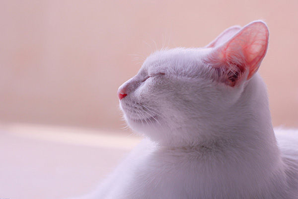 A white cat with closed eyes basks in soft natural light, its pink ears slightly translucent. Maintaining clean ears and regular check-ups are key for the prevention of cat ear mites.