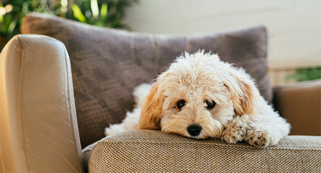 Stressed Labradoodle Lying on Couch – Signs Of Stress In A Dog
