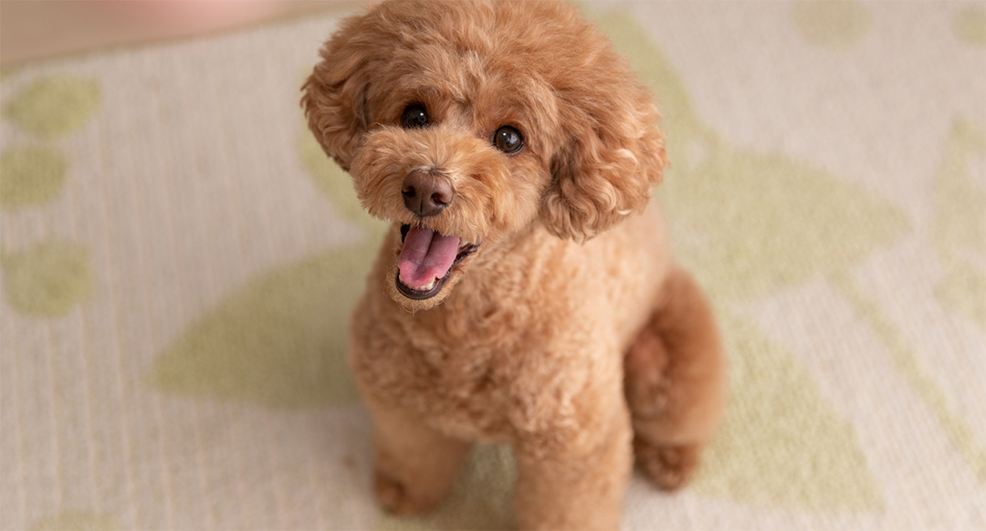 A happy toy poodle with a fluffy apricot coat sits indoors on a light-colored rug with soft green patterns. The dog looks up with bright eyes and an open-mouthed smile, exuding playful energy and friendliness.