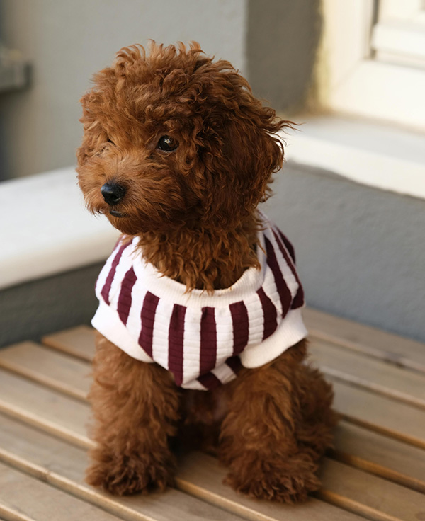 Toy Poodle appearance A Toy Poodle with a rich, curly brown coat sits on a wooden bench, wearing a stylish white and maroon striped sweater. Its dark, expressive eyes and slightly tilted head give it an inquisitive and charming look. The neutral-toned background highlights the dog's elegant and well-groomed appearance.