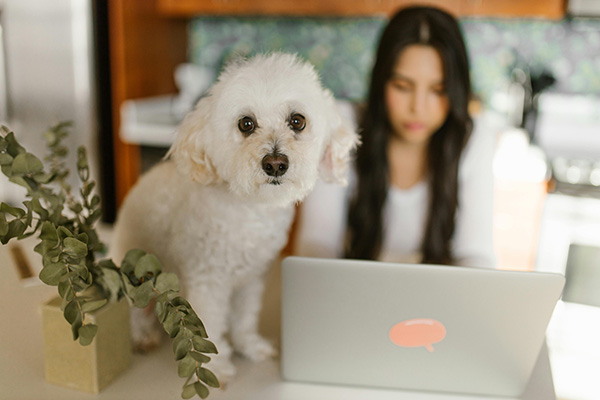 White Toy Poodle A white Toy Poodle with curly fur stands on a kitchen counter, gazing attentively at the camera. Behind the dog, a woman with long dark hair is focused on her laptop, creating a cozy work-from-home setting. The soft lighting and surrounding plants add a warm and natural ambiance to the scene.