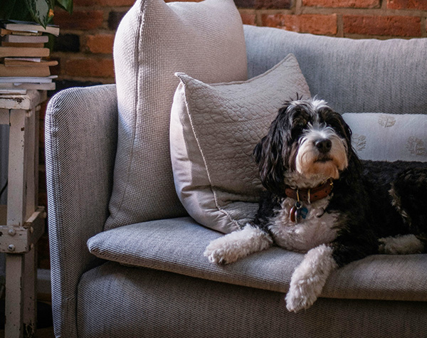 Bernedoodle appearance A Bernedoodle with a curly black, white, and brown coat lounges on a stylish gray sofa, gazing calmly at the camera. Its fluffy fur, expressive eyes, and well-groomed appearance highlight the breed’s distinctive and charming look. The cozy indoor setting with soft pillows and a brick wall in the background adds warmth to the scene.