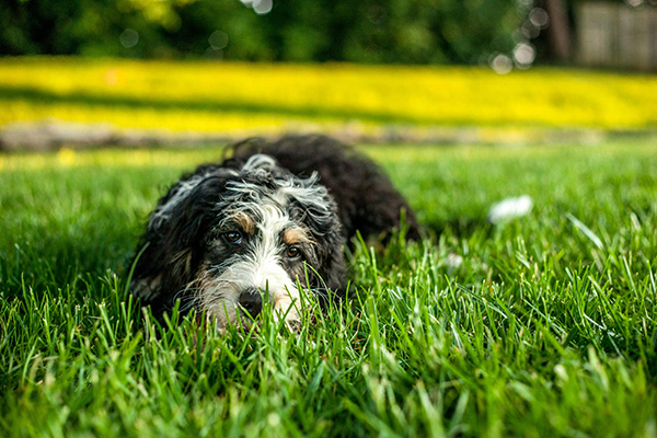 Bernedoodle life expectancy A Bernedoodle with a wavy black, white, and brown coat lies in lush green grass, gazing gently at the camera. The dog’s relaxed posture and soft expression highlight its friendly and affectionate nature. The vibrant background with blurred yellow flowers adds warmth to the peaceful outdoor scene.
