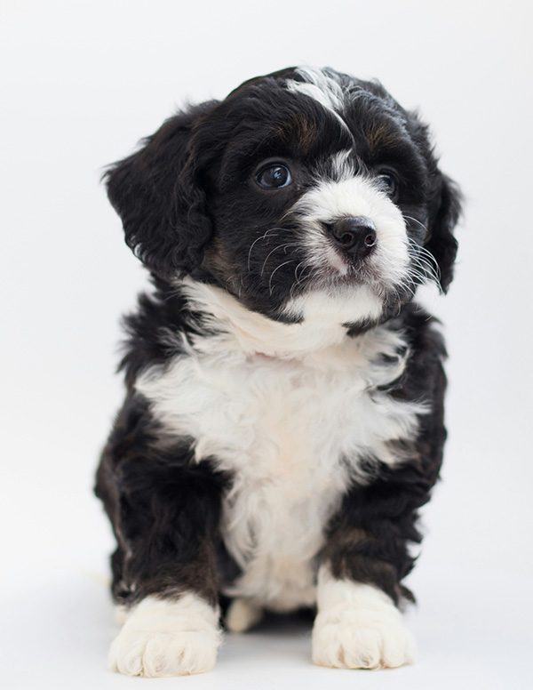 Bernedoodle puppy A fluffy Bernedoodle puppy with a black, white, and brown coat sits on a clean white background, gazing curiously to the side. Its soft curls and bright blue eyes highlight the breed’s adorable and affectionate nature. The puppy's tiny paws and gentle expression make it look irresistibly sweet.