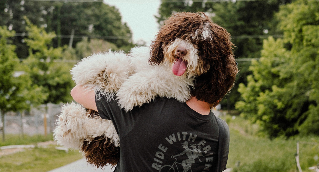 A fluffy Bernedoodle with curly brown and white fur is being carried over a person's shoulder outdoors. The dog's tongue is hanging out playfully, and its paws dangle over the person's arm. The person, whose face is not visible, is wearing a black T-shirt with the phrase "RIDE WITH FRIENDS" and a bicycle graphic on the back. The background features a lush green setting with trees and a pathway.
